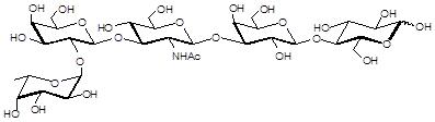 <font color='red'>Blood group</font> H antigen pentaose type 1