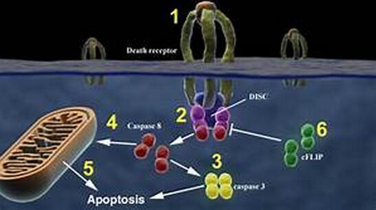 EbioMedicine：“死亡受体”—预测2型糖尿病和心血管疾病的新型生物标志物