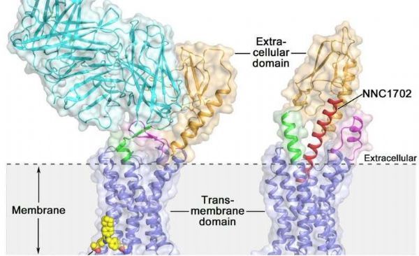 Nature：重磅！中国科学家成功解析胰高<font color='red'>血糖</font>素受体结构 有望开发出2型糖尿病新型疗法