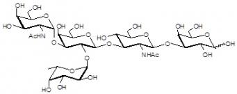 Blood group A <font color='red'>antigen pent</font>aose type 1