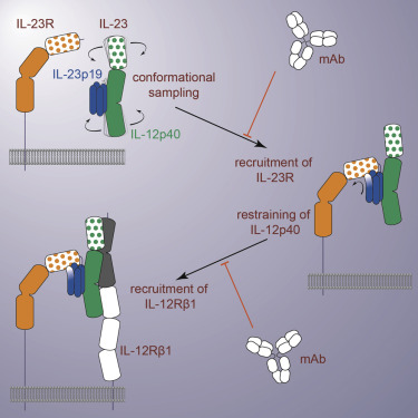 Immunity：突破！科学家破译<font color='red'>IL-2</font>3十五年未解的秘密！揭示了自身免疫疾病的关键机理！