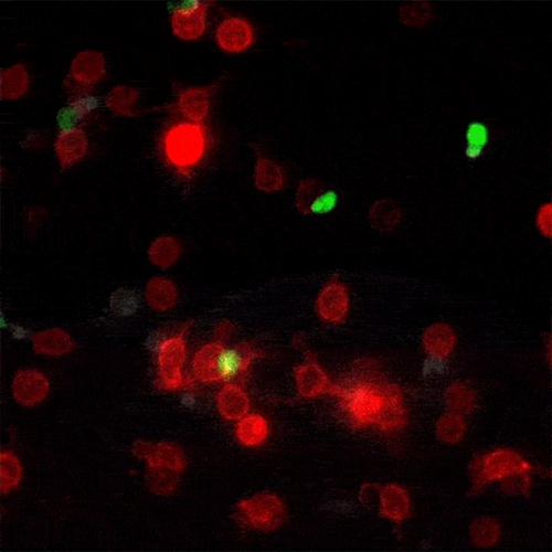 《Nature》里程碑式突破！检测细胞相互作用新方法