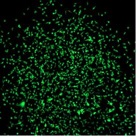 Cell Stem Cell：突破！新型小鼠模型能够制造出发绿光的干细胞！