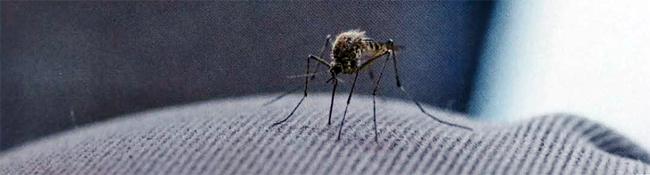 携带寨卡病毒的伊蚊