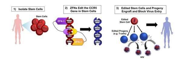 基因编辑的干细胞有望消除HIV！
