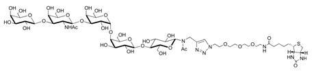 <font color='red'>Gb5</font>-N-Acetyl-spacer 3-Biotin