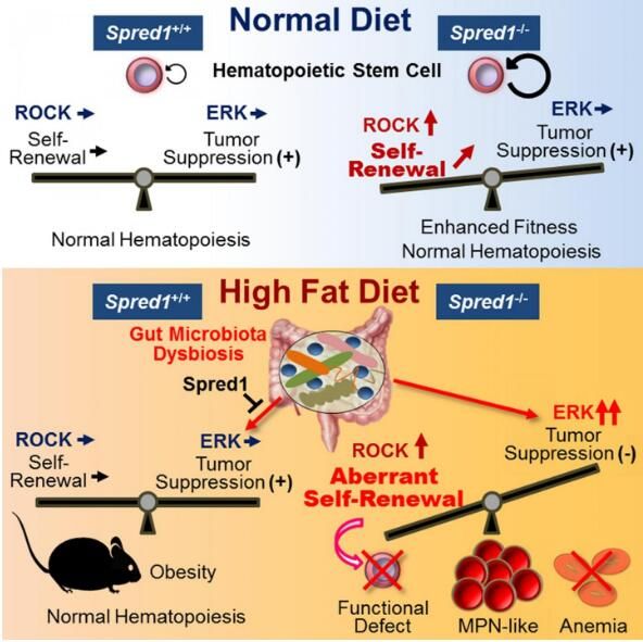 科学家鉴别出饮食压力状态下支持血细胞产生的特殊分子