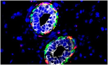 Science：巨噬细胞竟是维持乳腺干细胞的“摇篮”
