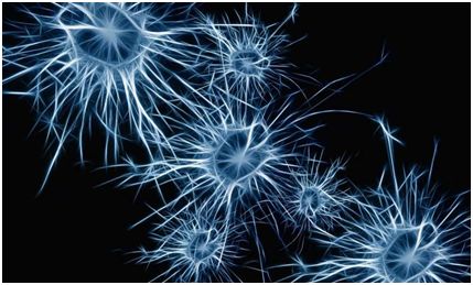 PNAS：将人血液中的T细胞直接转化为功能性神经元，转化效率高达6.2%