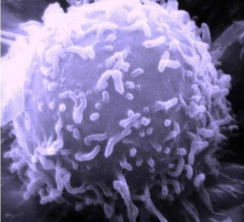 通过靶向作用<font color='red'>癌症干细胞</font>的代谢来成功治疗癌症