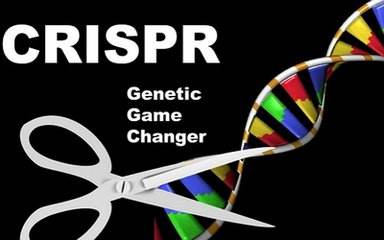 自然-通讯：利用CRISPR将皮肤细胞转变为<font color='red'>多能干细胞</font>
