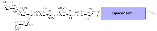 A血型<font color='red'>抗原</font>六糖1型-β-N-乙酰基-空间构型1-胺