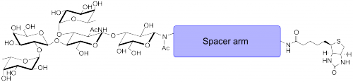 Lewis y<font color='red'>抗原</font>五糖-β-N-乙酰基-空间构型3-生物素