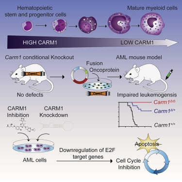 Cancer Cell：美科学家发现克制白血病又不伤害正常造血的关键<font color='red'>分子</font>