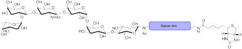 <font color='red'>Globo六糖-β-N-</font>乙酰基-空间构型3-生物素