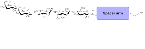 Galili抗原五糖-β-N-乙酰基-空间构型1-胺