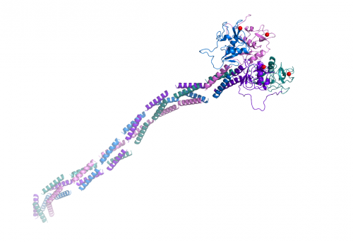 <font color='red'>DC-SIGN ECD</font>(胞外结构域)