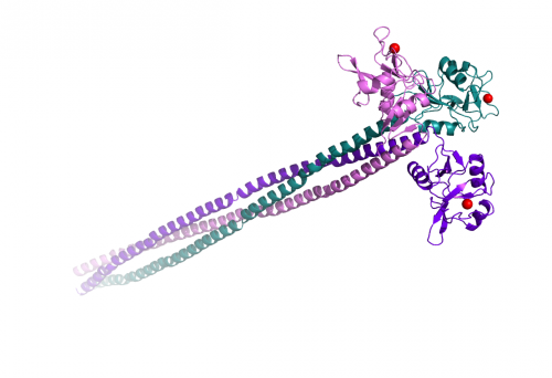 胰岛蛋白 ECD (<font color='red'>胞外结构域</font>)