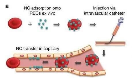 新型<font color='red'>红细胞</font>“搭便车”技术或能将药物精准运送至疾病患处
