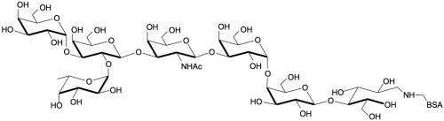 Globo-B七糖-<font color='red'>BSA</font>