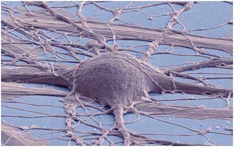 利用人多能性干细胞产生脊髓<font color='red'>神经干细胞</font>