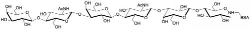 对-乳糖-N-新六糖-BSA