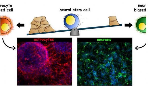 重磅！科学家鉴别出决定细胞命运的干细胞特性