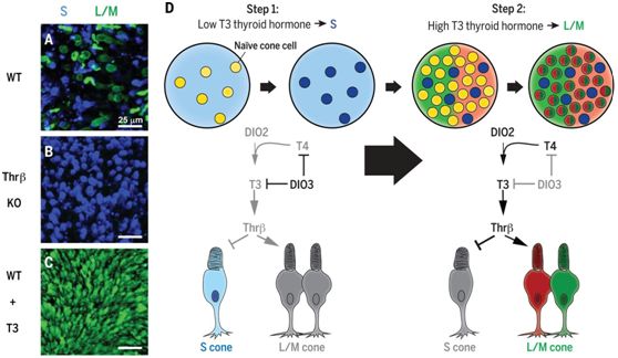 意外！甲状腺激素水平竟调节人<font color='red'>视网膜</font>中三种视锥细胞的产生