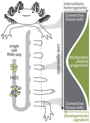 利用单细胞分析揭示蝾螈再生肢体机制