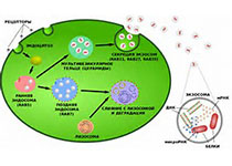 T细胞通过外泌体转移DNA 起始树突状细胞的免疫反应
