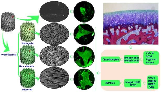 3D打印生物陶瓷支架表面微纳米结构调控骨-软骨一体化修复研究获进展