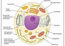 线粒体动态平衡对干细胞<font color='red'>胚胎发育</font>的影响得以揭示