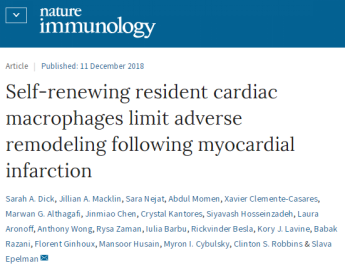 巨噬细胞是帮助心脏修复甚至再生的关键