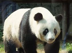 科研人员首次发现大熊猫牙齿实现自修复机制