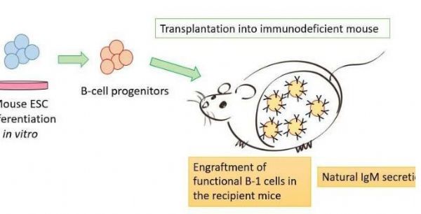 重磅！科学家在<font color='red'>小鼠</font>体内成功制造出可供移植的功能性B细胞