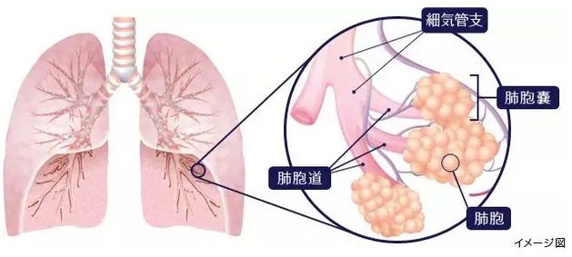 中国科学家发现肺干细胞参与肺再生：跨界潜能，按需分化