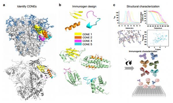 Nat Commun：人工蛋白可以激发产生<font color='red'>抗HIV抗体</font>
