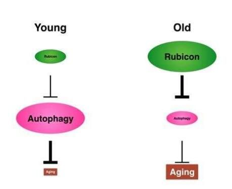 Nat Commun：如何<font color='red'>延年益寿</font>？抑制关键蛋白的表达改善机体自噬机制或能实现！