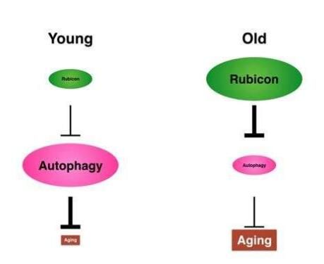 Nat Commun：如何延年益寿？抑制关键蛋白的表达改善机体自噬机制或能实现！
