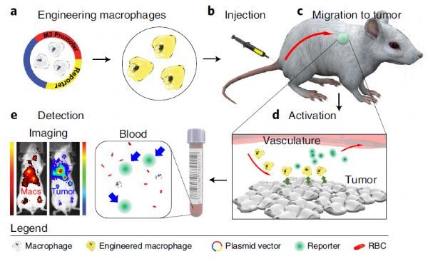 Nat Biotechnol：重大突破！重编程巨噬细胞作为传感器实现癌症等多种疾病的检测!