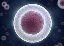 科学家揭示人<font color='red'>胚胎干细胞</font>自我更新奥秘