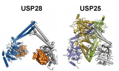 Mol Cell：科学家成功解析两种促癌酶类的结构特性及关键差异