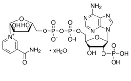 NADP（氧化型辅酶II）