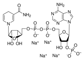 NADPH（还原型辅酶II）