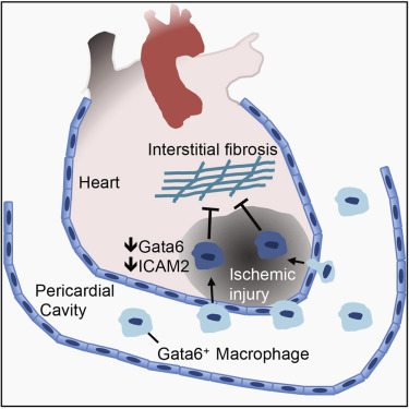 Immunity重大突破！科学家在心包液中发现可以修复损伤心脏的全新细胞！