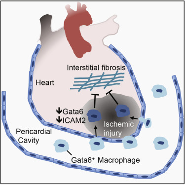 Immunity重大突破！科学家在<font color='red'>心包液</font>中发现可以修复损伤心脏的全新细胞！