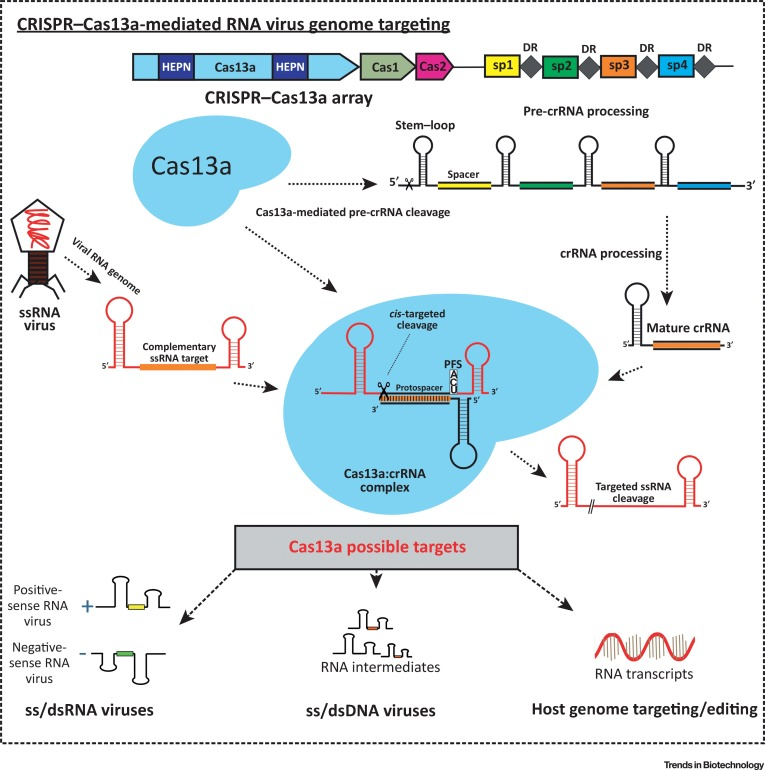 CRISPR-Cas13a介导RNA病毒基因组靶向