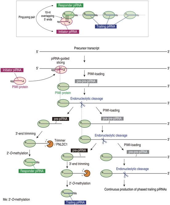 Nature：重大进展！新研究揭示pi<font color='red'>RNA</font>产生机制