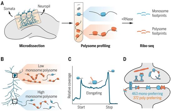 Science：在神经元突起中，单核糖体偏好性地翻译突触mRNA