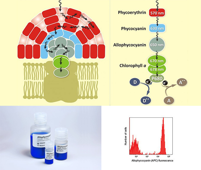 别藻蓝蛋白（Allophycocyanin, APC)——超敏<font color='red'>荧光染料</font>